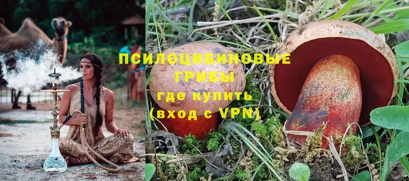 Галлюциногенные грибы Psilocybe  Асбест 